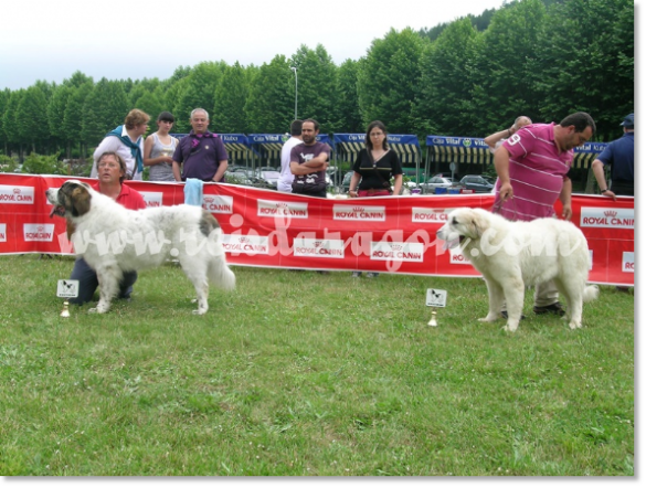 VII TOPAKETA - Encuentro de Mastín del Pirineo en el país Vasco 2010