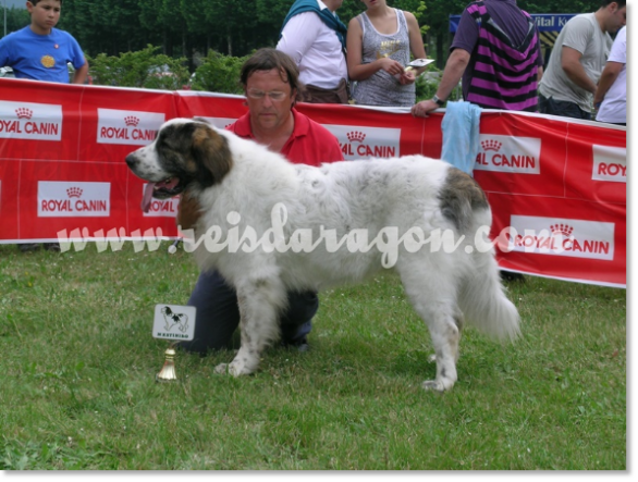 VII TOPAKETA - Encuentro de Mastín del Pirineo en el país Vasco 2010