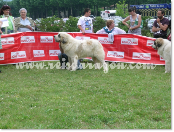 VII TOPAKETA - Encuentro de Mastín del Pirineo en el país Vasco 2010