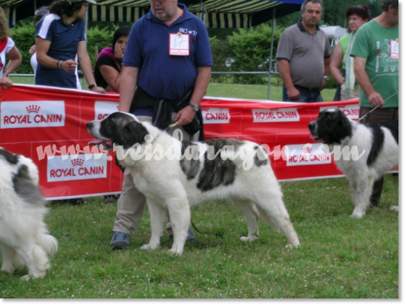 VII TOPAKETA - Encuentro de Mastín del Pirineo en el país Vasco 2010