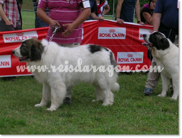 VII TOPAKETA - Encuentro de Mastín del Pirineo en el país Vasco 2010