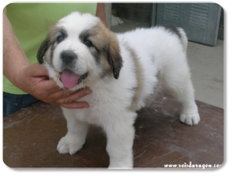 Cachorra mastin del Pirineo camada "A" de Reis D'Aragón