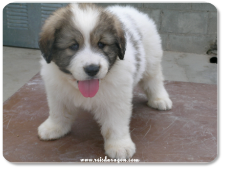 Cachorro mastin del Pirineo camada "A" de Reis D'Aragón