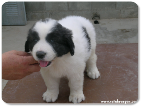 Cachorra mastin del Pirineo camada "A" de Reis D'Aragón