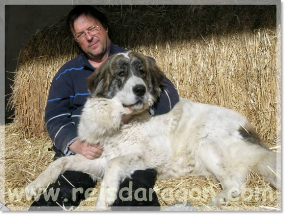 Febrero 2011. Un momento de relax con Coral Mastín del Pirineo Coral de Agua Grande