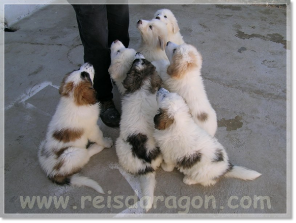 Cachorros mastin del Pirineo de Reis D'Aragón