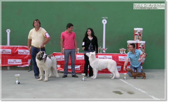 Barbastro de Reis D'Aragón. Mejor cachorro Concurso Canino Movera