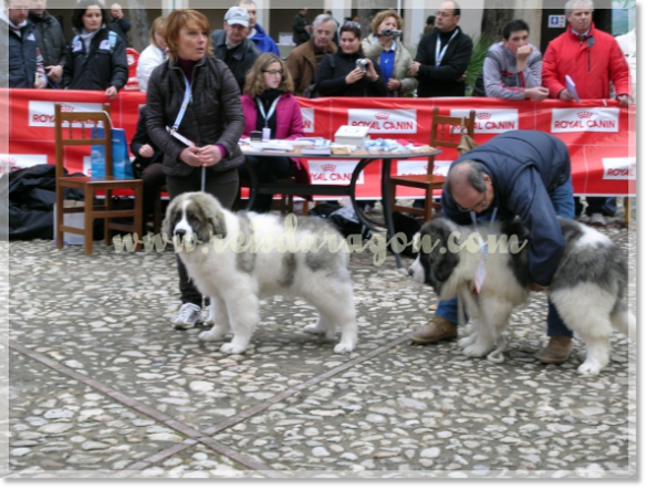 32ª MONOGRÁFICA DEL MASTÍN DEL PIRINEO CMPE