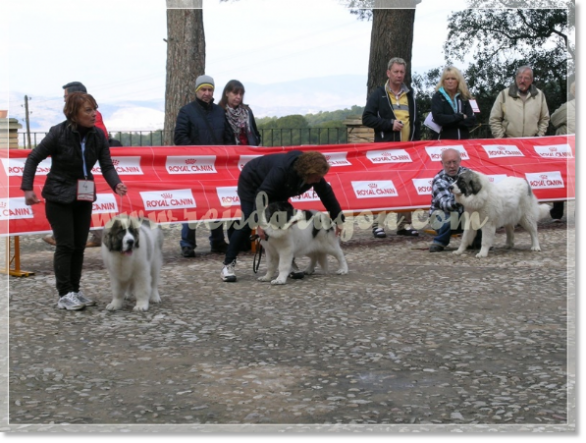 32ª MONOGRÁFICA DEL MASTÍN DEL PIRINEO CMPE