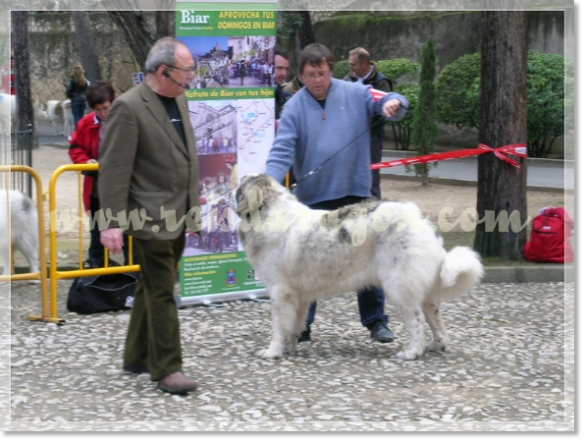 32ª MONOGRÁFICA DEL MASTÍN DEL PIRINEO CMPE