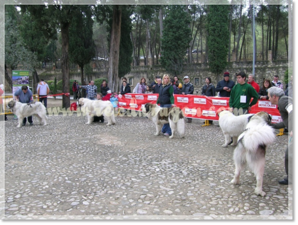 32ª MONOGRÁFICA DEL MASTÍN DEL PIRINEO CMPE