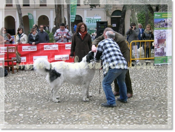 32ª MONOGRÁFICA DEL MASTÍN DEL PIRINEO CMPE