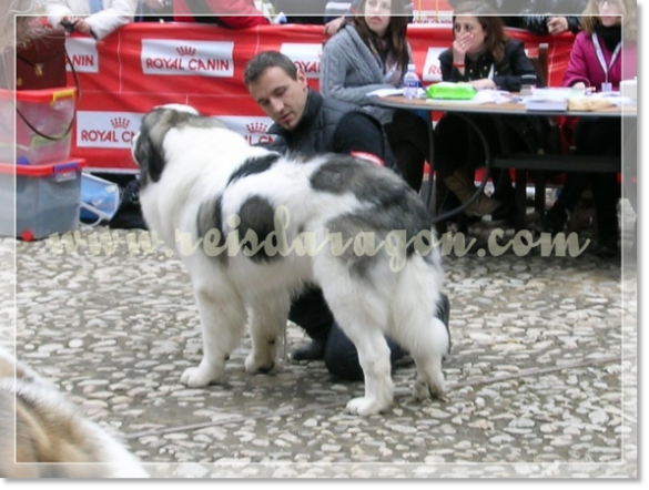 32ª MONOGRÁFICA DEL MASTÍN DEL PIRINEO CMPE