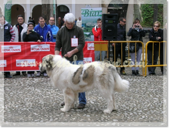 32ª MONOGRÁFICA DEL MASTÍN DEL PIRINEO CMPE