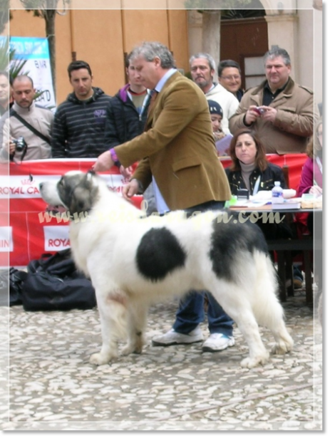 32ª MONOGRÁFICA DEL MASTÍN DEL PIRINEO CMPE