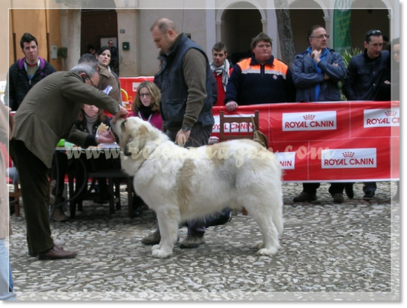 32ª MONOGRÁFICA DEL MASTÍN DEL PIRINEO CMPE