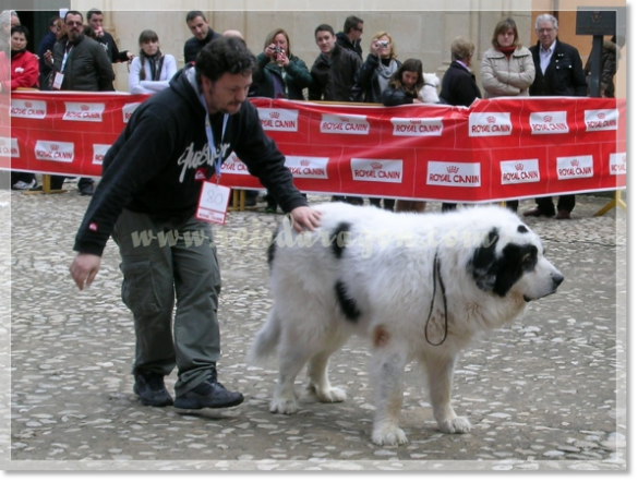 32ª MONOGRÁFICA DEL MASTÍN DEL PIRINEO CMPE