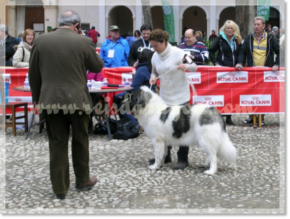 32ª MONOGRÁFICA DEL MASTÍN DEL PIRINEO CMPE