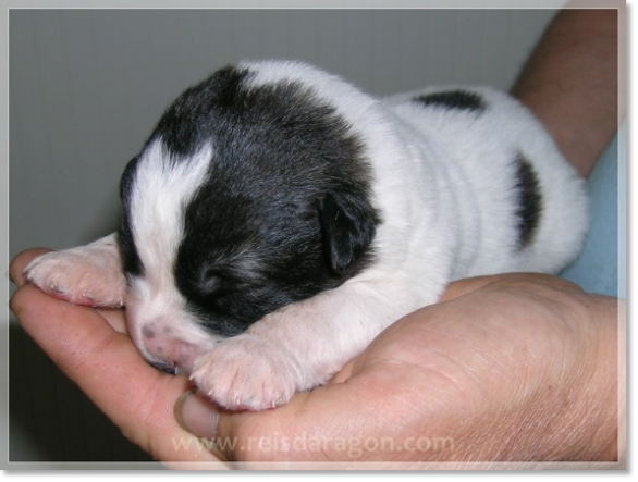 Cachorros mastin del Pirineo de Reis D'Aragón