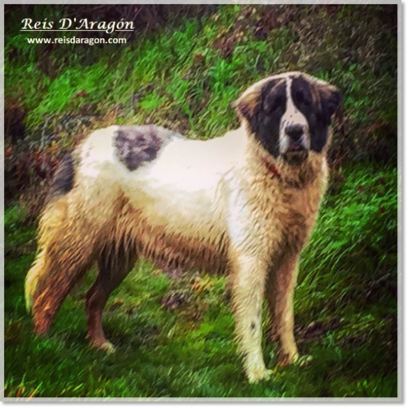 Cachorra Mastin del Pirineo Jasa de Reis D'Aragón