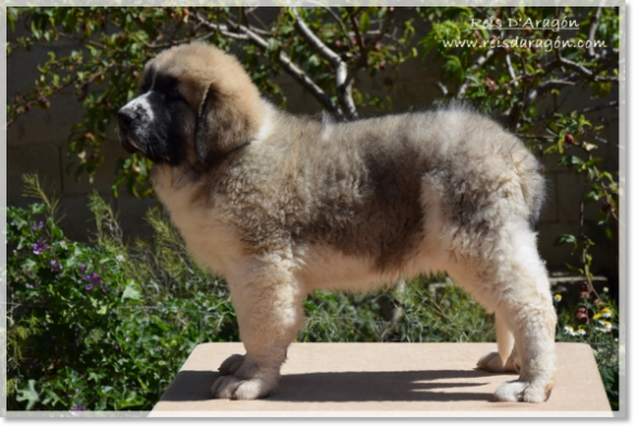 Cachorra Mastín del Pirineo Villanúa de Reis D'Aragón