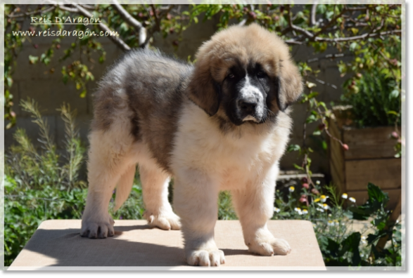 Cachorra Mastín del Pirineo Villanúa de Reis D'Aragón