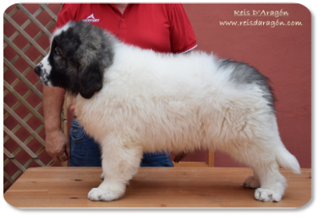 Cachorro mastín del Pirineo White Walker de Reis D'Aragón