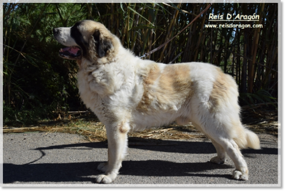 Padre de los cachorros Olson de Reis D'Aragón