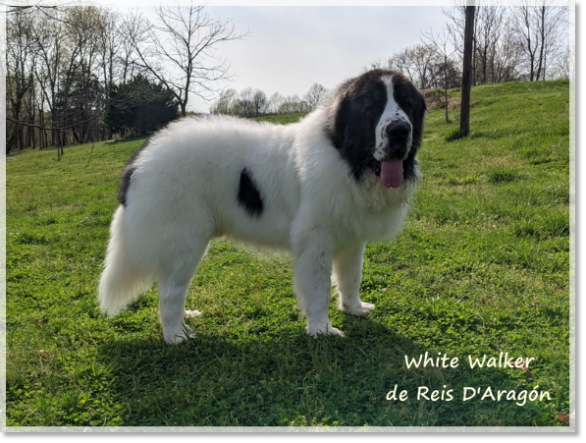 White Walker de Reis D'Aragón, mastín del Pirineo en USA (2 años)