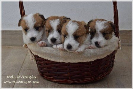 Cachorros Jack Russell Terrier