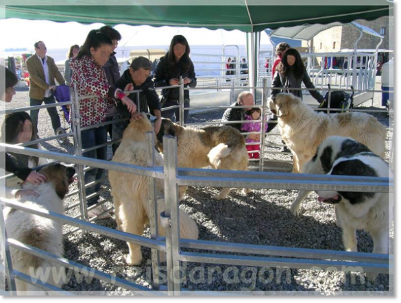 Exposición de mastines del Pirineo en la Ferieta de Ainsa