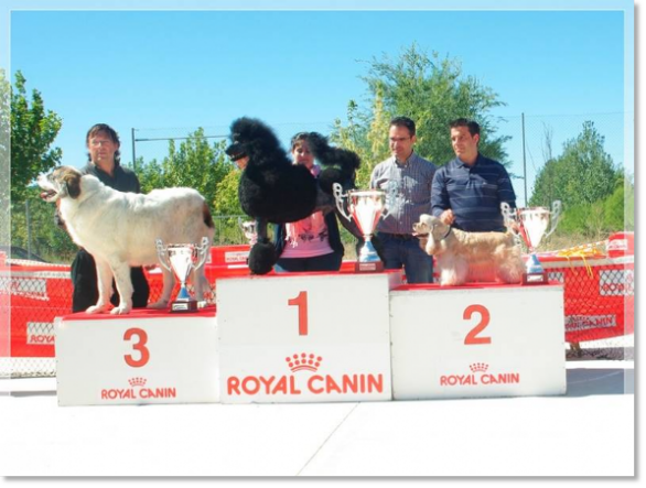 Coral de Agua Grande 3º BIS Concurso Canino Montesusin Coral de Agua Grande 3º BIS Concurso Canino Montesusin