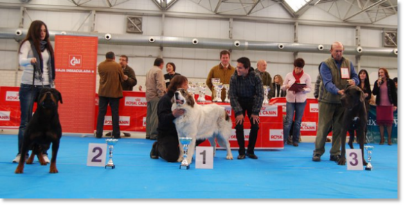 Mejores de grupo 2 concurso canino Barbastro