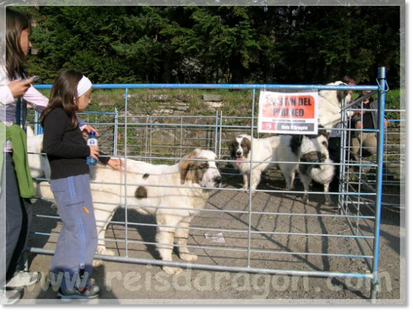 Octubre 2010. Exposición de mastines del Pirineo en la Feria de Otoño de Biescas