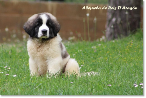 Abejuela de Reis D'Aragón, cachorro mastín del Pirineo en Barcelona