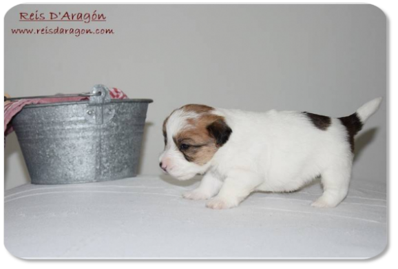 Cachorro Jack Russell Terrier camada "E" de Reis D'Aragón