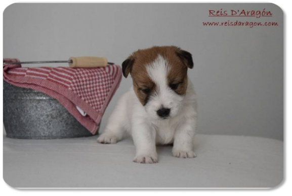 Cachorro Jack Russell Terrier camada "E" de Reis D'Aragón