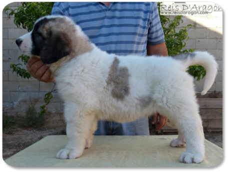 Cachorro mastin del Pirineo camada "O" de Reis D'Aragón