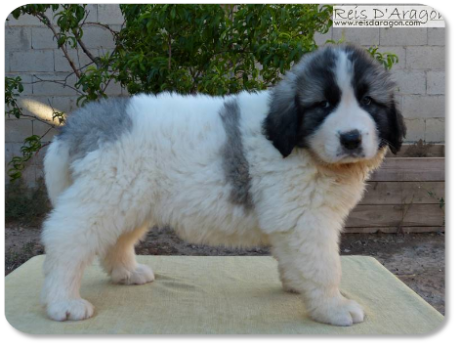 Cachorra mastin del Pirineo camada "O" de Reis D'Aragón