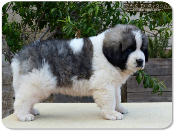 Cachorro mastin del Pirineo camada "Q" de Reis D'Aragón