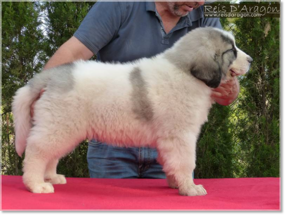 Cachorra Mastín del Pirineo Osia de Reis D'Aragón