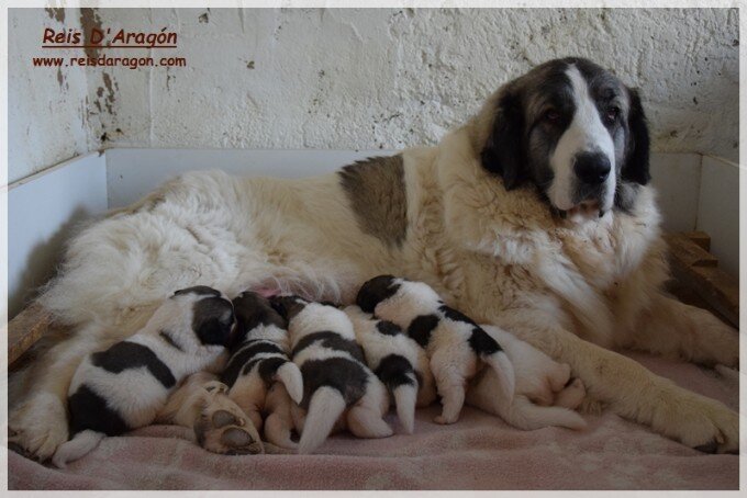 Puppies Pyrenean Mastiff