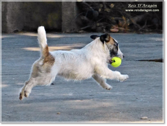 Cuidados del cachorro Jack Russell Terrier