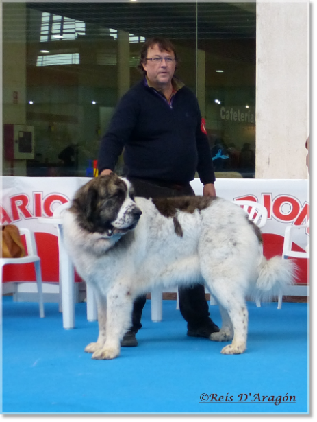 Exposicion Canina Talavera. Mastín del Pirineo