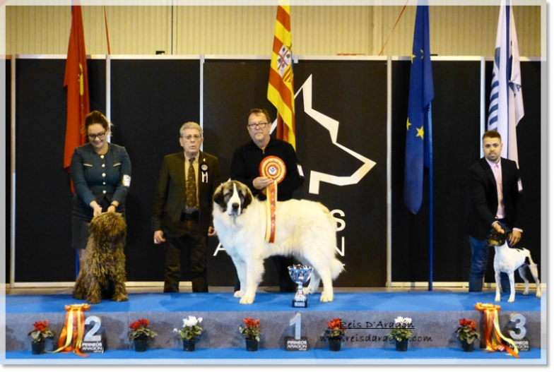 Exposición Canina Zaragoza - BIS Razas Españolas