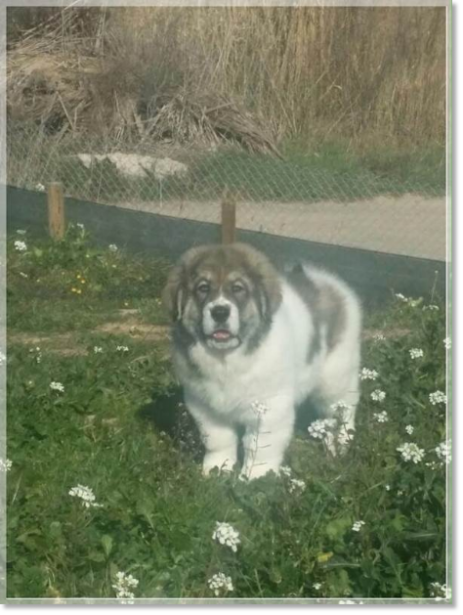 Cachorro mastin del Pirineo Isín de Reis D'Aragón