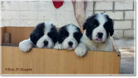 Cachorros mastin del Pirineo de Reis D'Aragón