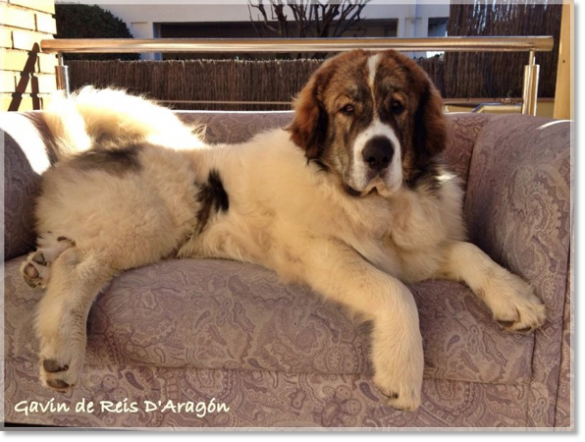 Cachorro Mastin del Pirineo Gavín de Reis D'Aragón