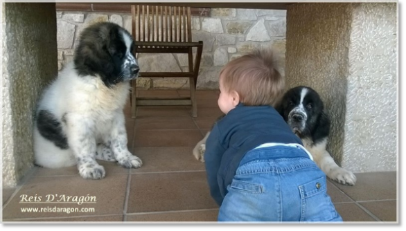 Cachorras Mastin del Pirineo Morilla y Miz de Reis D'Aragón