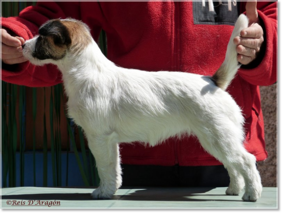 Jack Russell Terrier Lura de Gaspalleira